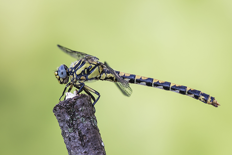 Onychogomphus uncatus, femmina