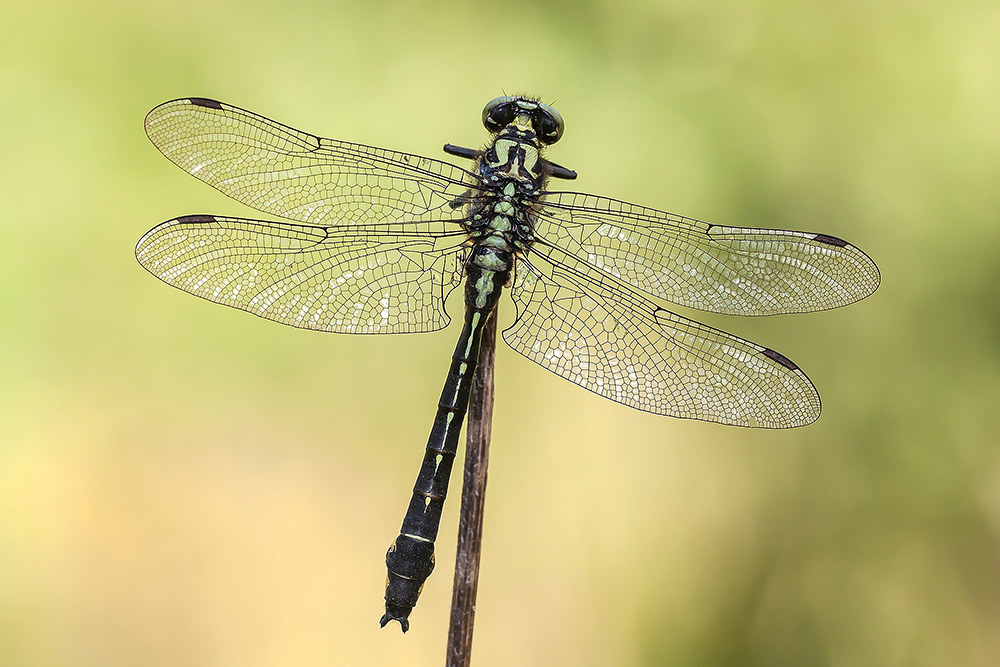 Identificazione: Gomphus vulgatissimus