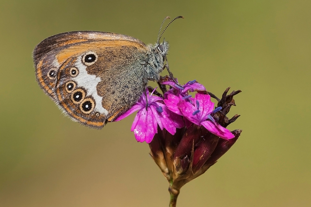 Identificazione - Coenonympha arcania