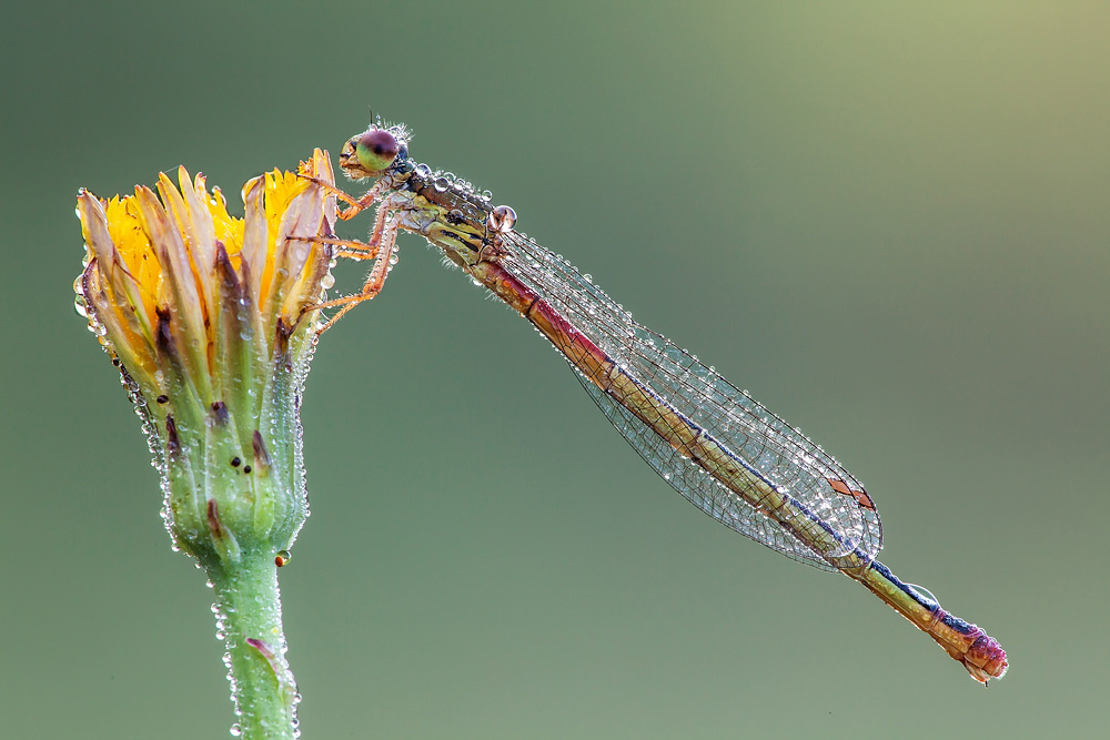 Identificazione - Ceriagrion tenellum