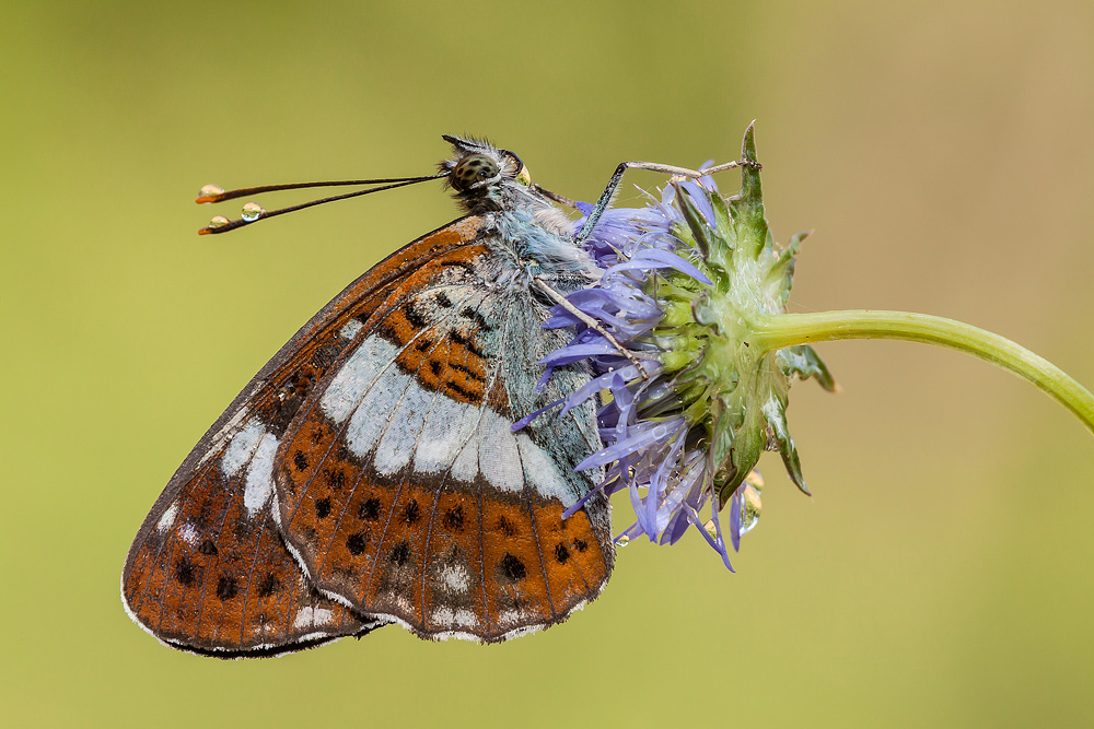 Identificazione - Limenitis camilla