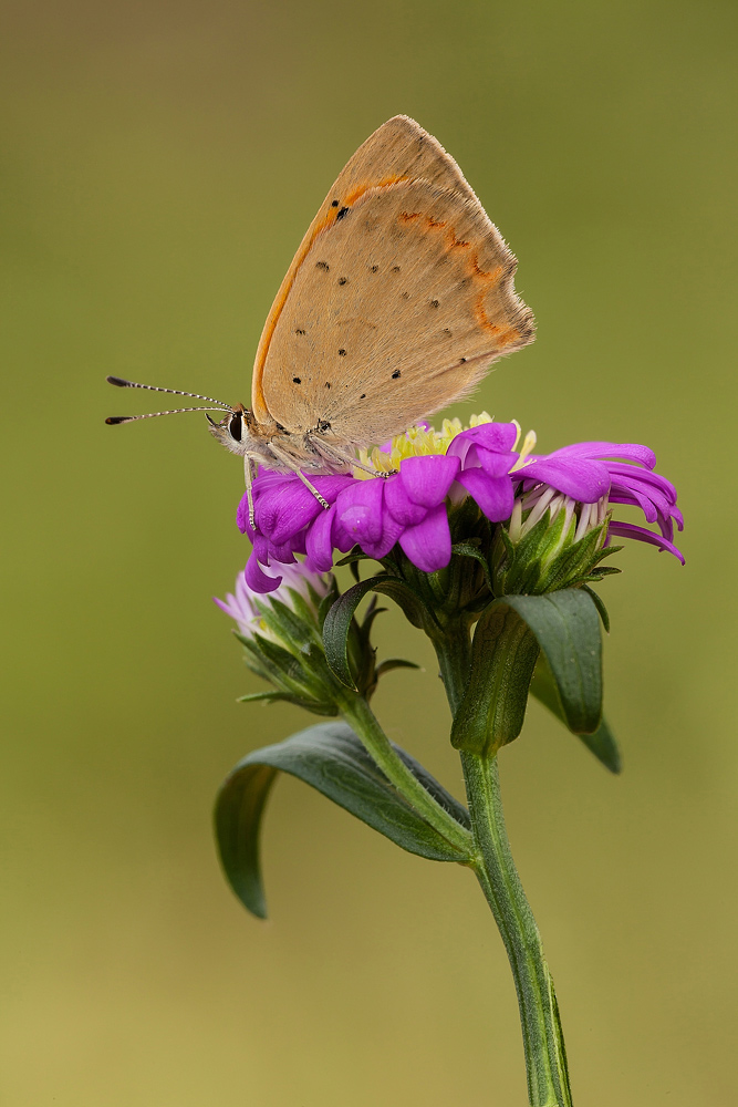 Identificazione - Lycaena phlaeas