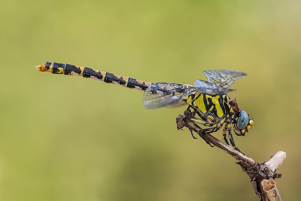 femmina di Onychogomphus uncatus