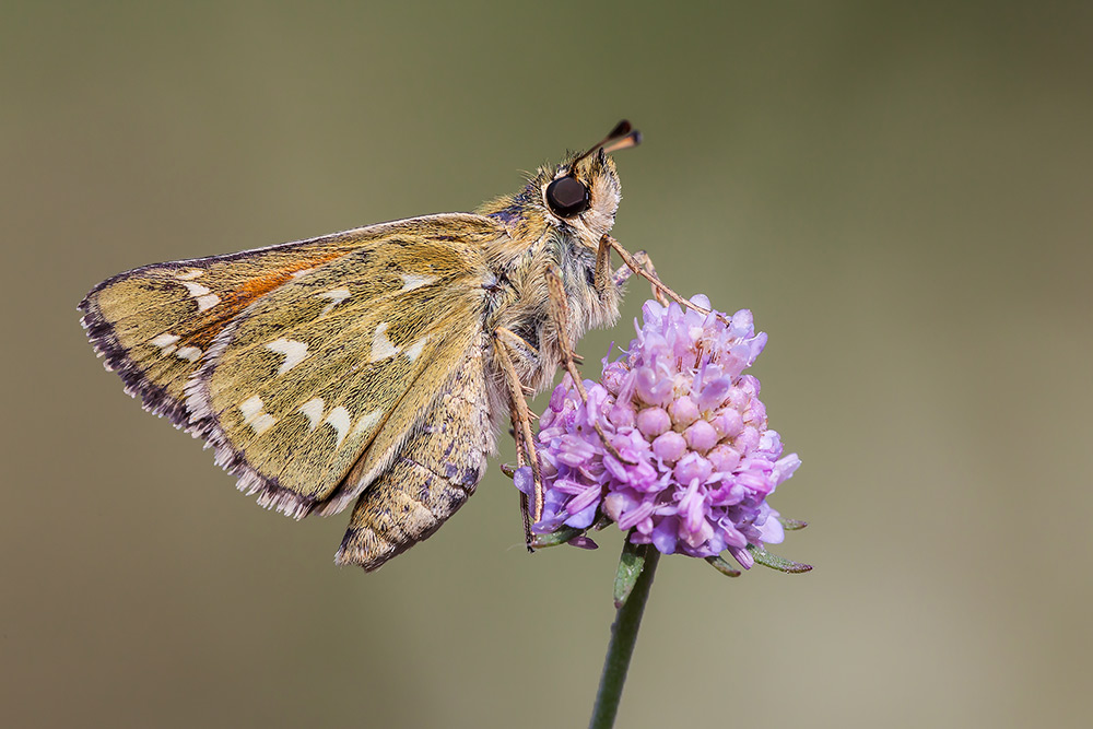 Identificazione - Hesperia comma, Hesperiidae