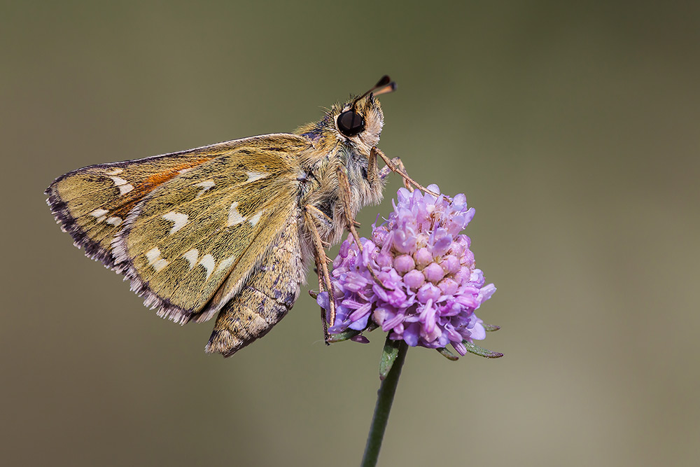 Identificazione - Hesperia comma