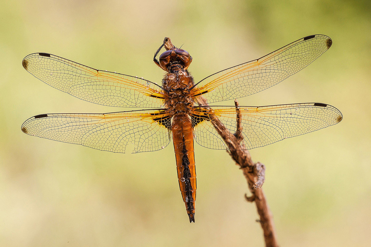 Libellula fulva