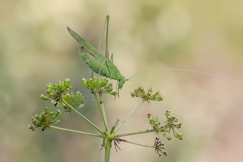 Phaneropteridae: Tylopsis lilifolia