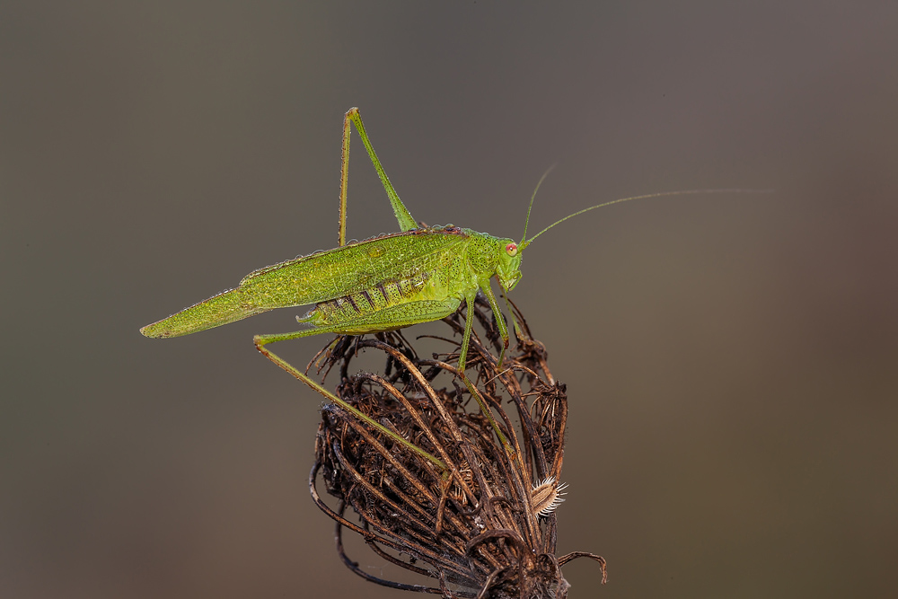 Maschio di Phaneroptera sp.
