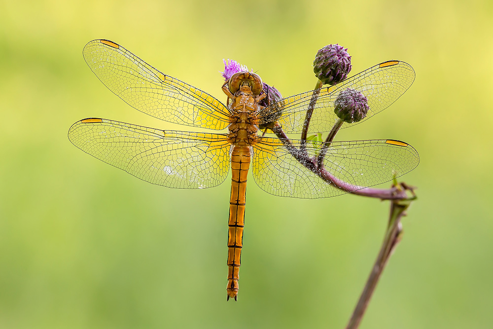 Identificazione - Orthetrum coerulescens