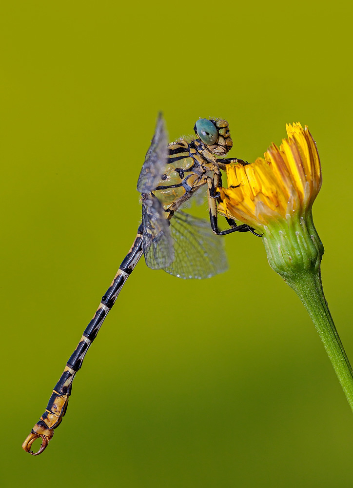 Identificazione