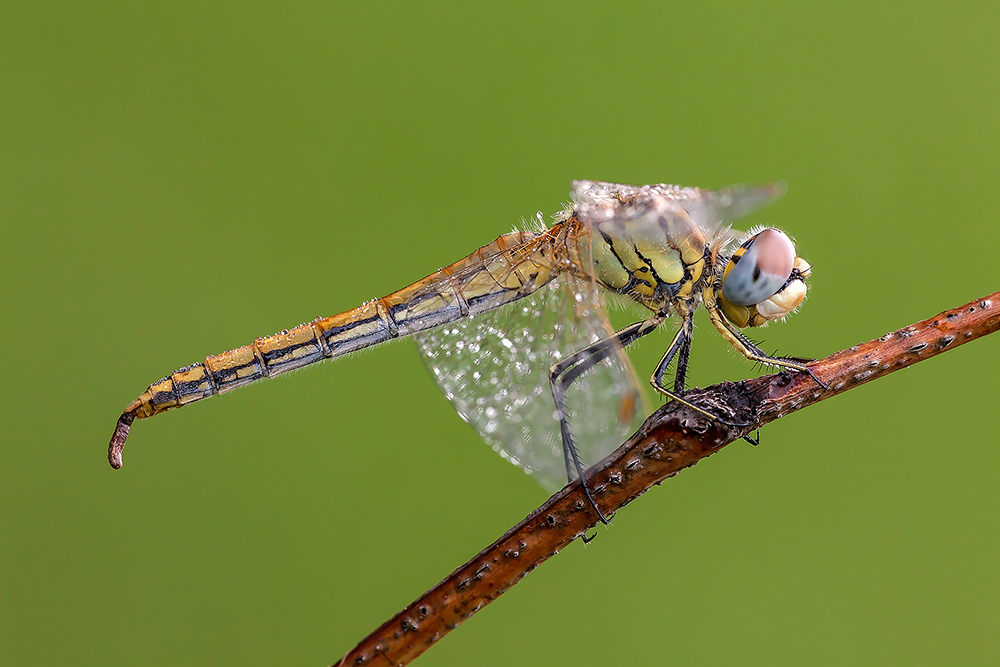 Identificazione: Sympetrum fonscolombii