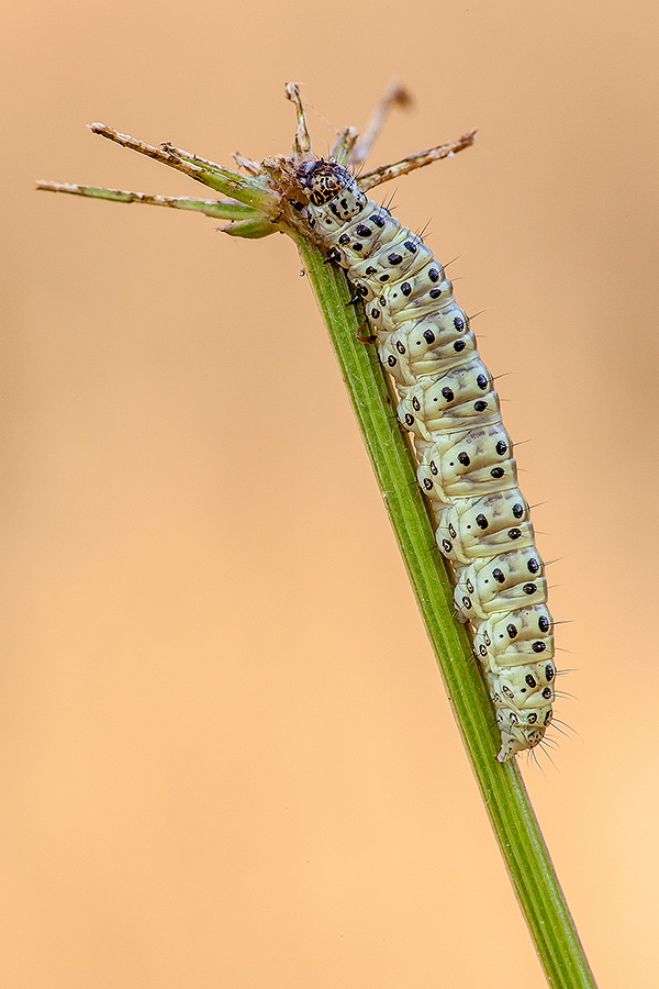 Identificazione