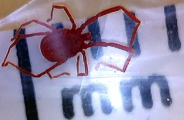 acaro Erythraeidae - Balaustium sp. -  Trento