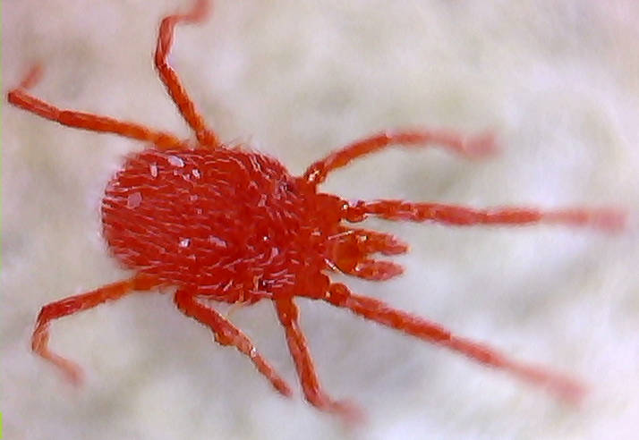 Erythraeidae (forse una ninfa) - Trento (TN)