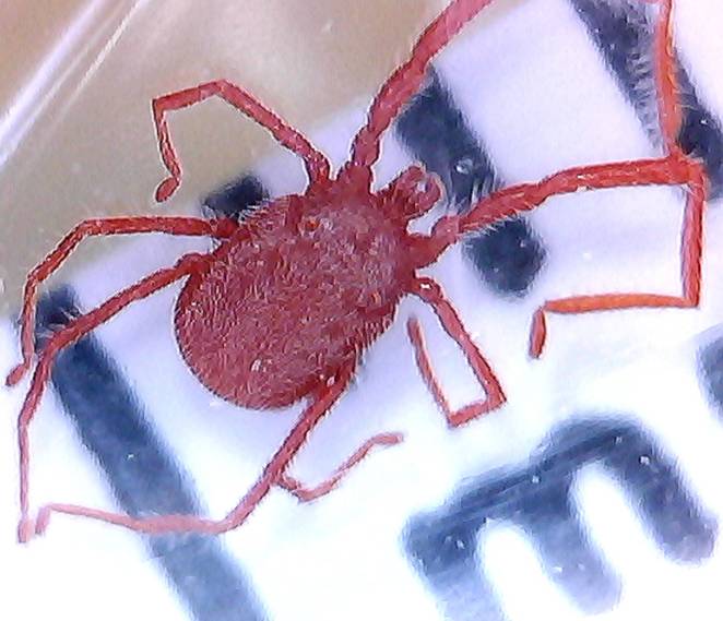 acaro Erythraeidae - Balaustium sp. -  Trento