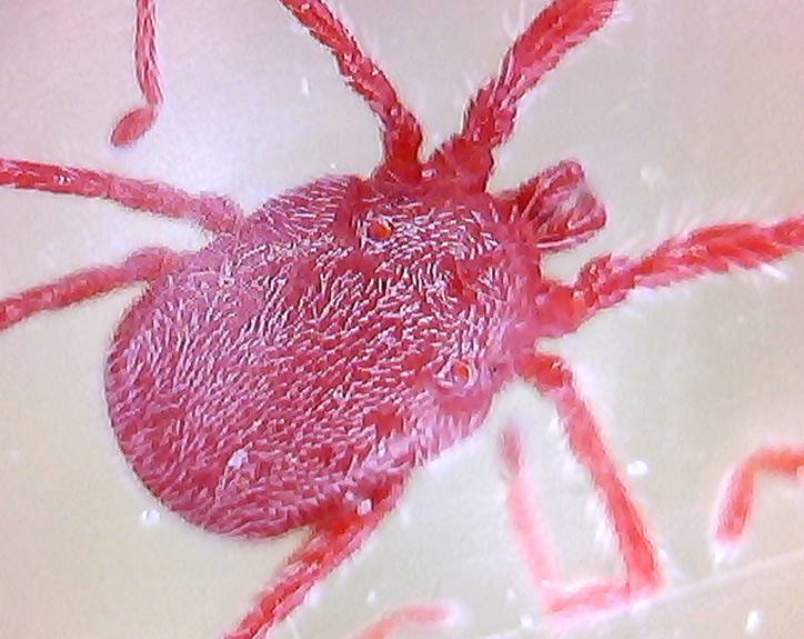 acaro Erythraeidae - Balaustium sp. -  Trento