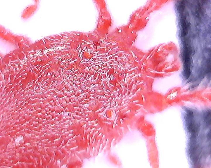 acaro Erythraeidae - Balaustium sp. -  Trento
