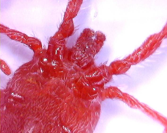 acaro Erythraeidae - Balaustium sp. -  Trento