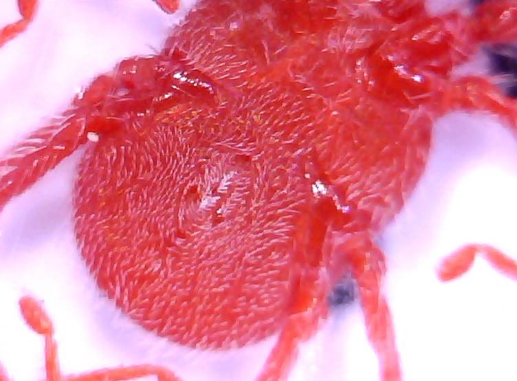 acaro Erythraeidae - Balaustium sp. -  Trento