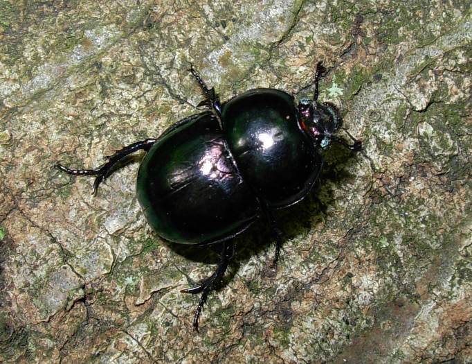 coleottero di bosco da ID: Trypocopris sp.
