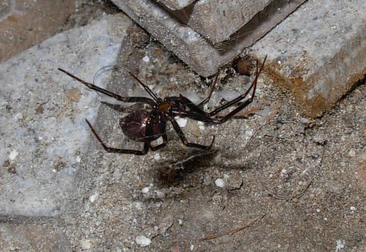 Steatoda grossa e Olios argelasius - Trento
