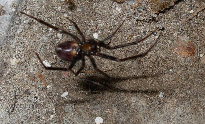 Steatoda grossa e Olios argelasius - Trento