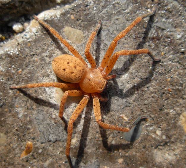 Steatoda grossa e Olios argelasius - Trento