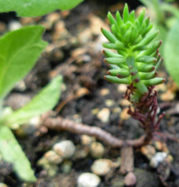 Sedum? 2 diverse specie