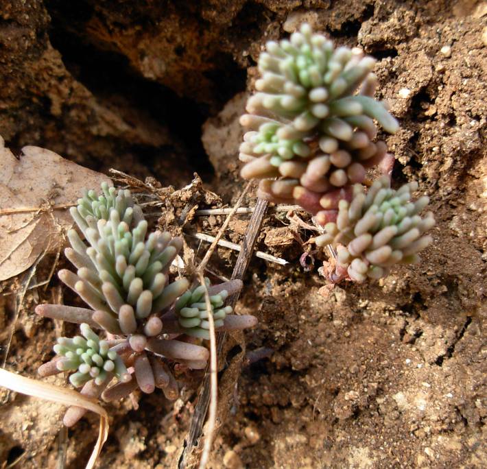 Sedum? 2 diverse specie