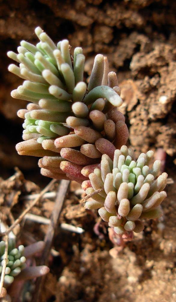 Sedum? 2 diverse specie
