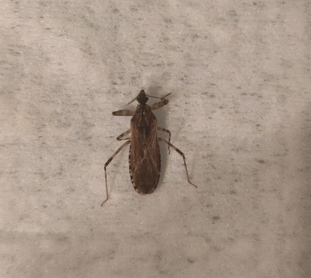 Puntura insetto Reduviidae: Oncocephalus squalidus