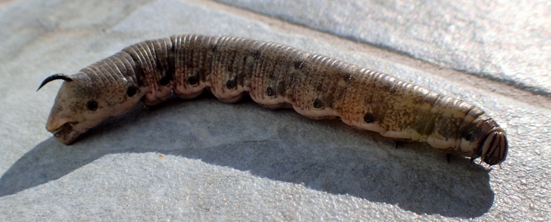 Agrius convolvuli