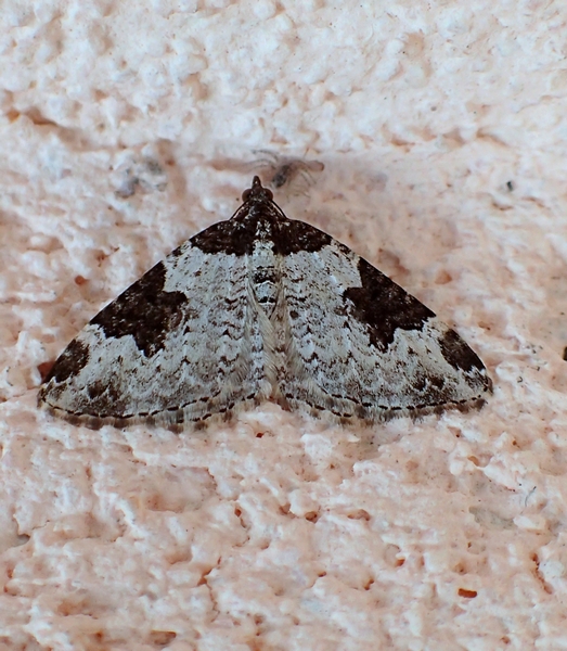 Xanthorhoe fluctuata? S