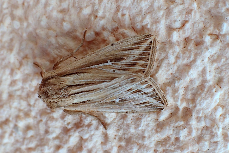 Noctuidae da Id - Mythimna (Hyphilare) l-album
