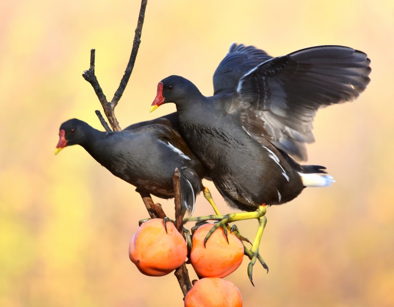 Gallinelle equilibriste