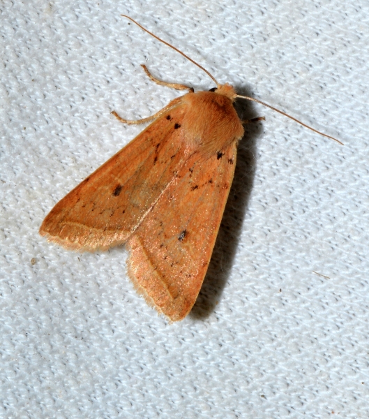 Altra da Id. - Agrochola (Leptologia) macilenta, Noctuidae