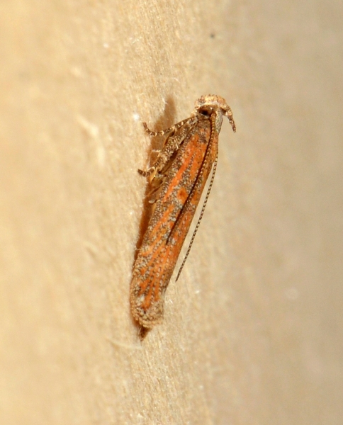 Gelechiidae?