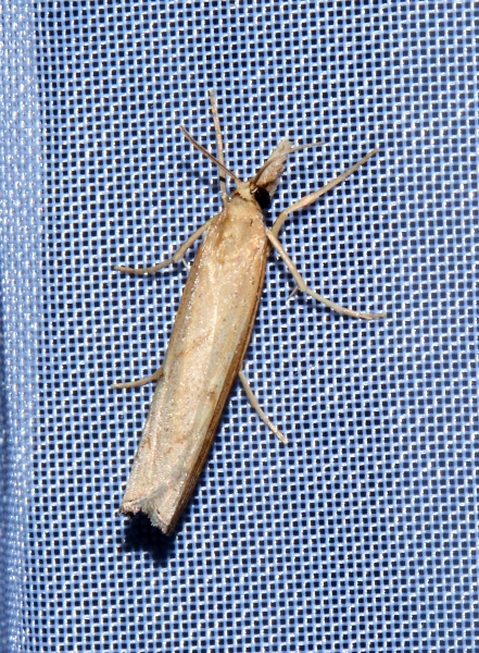 Micro da Id. - Cfr. Agriphila geniculea, Crambidae
