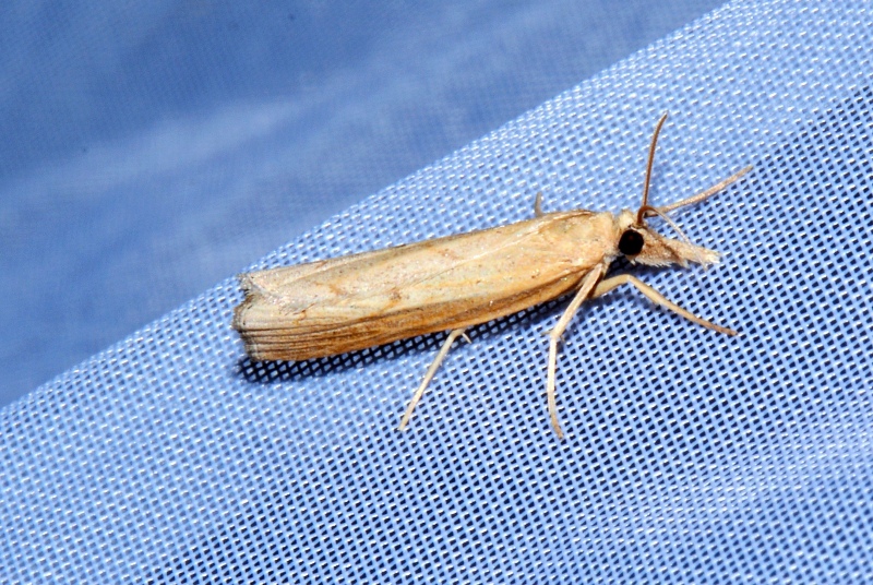 Micro da Id. - Cfr. Agriphila geniculea, Crambidae