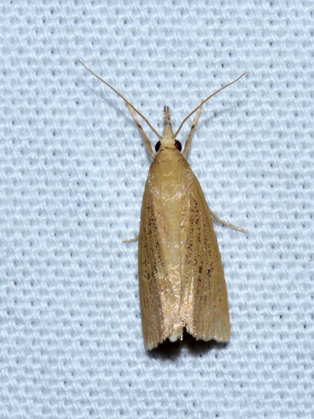 Crambidae? S, Chilo phragmitellus