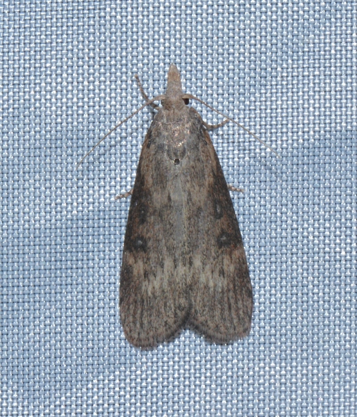 Micro da Id. - Lamoria anella, Pyralidae