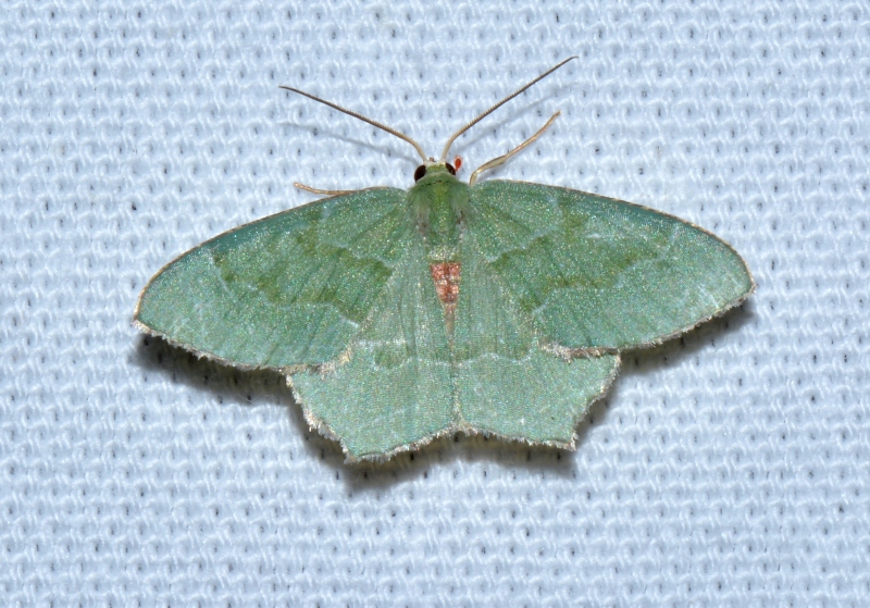 Geometridae verde da Id - Hemithea aestivaria