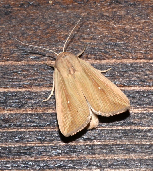 Mythimna? no, Leucania loreyi - Noctuidae