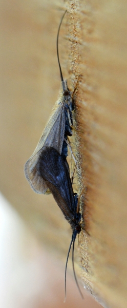 Tricotteri in accoppiamento:  Silo sp. (Goeridae)