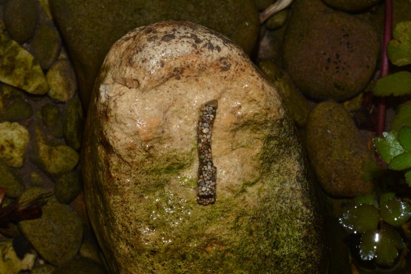 astucci di tricotteri