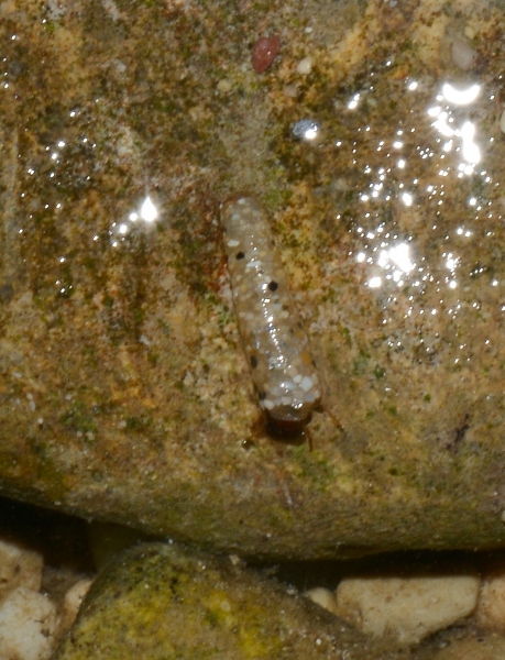 astucci di tricotteri