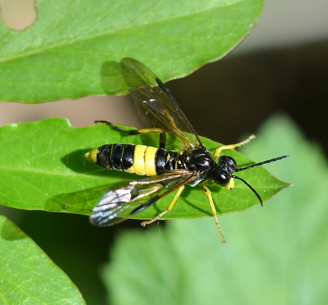 Ancistrocerus?   No, Tenthredo temula (cfr.)