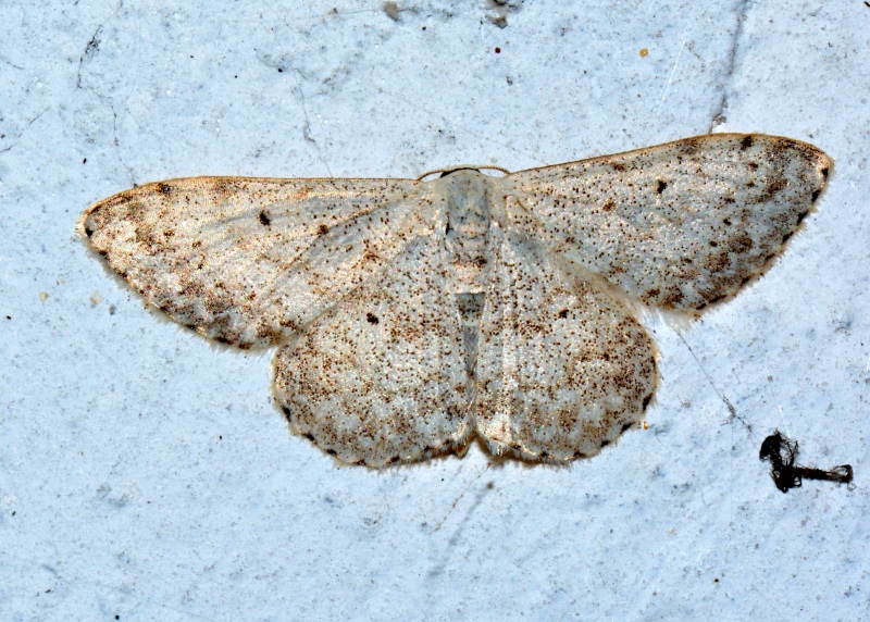 Geometridae da Id - Scopula (Calothysanis) marginepunctata