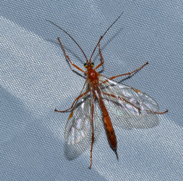 Ichneumonidae: Netelia sp.