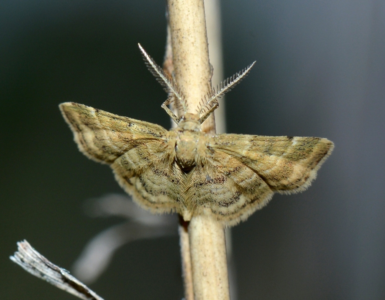 Da Id. - Emmiltis pygmaearia, Geometridae